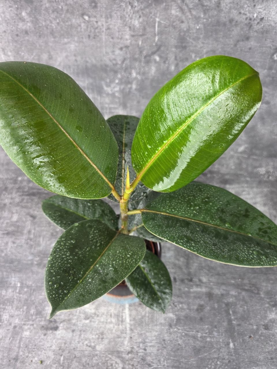 Ficus Elastica Robusta 12 cm